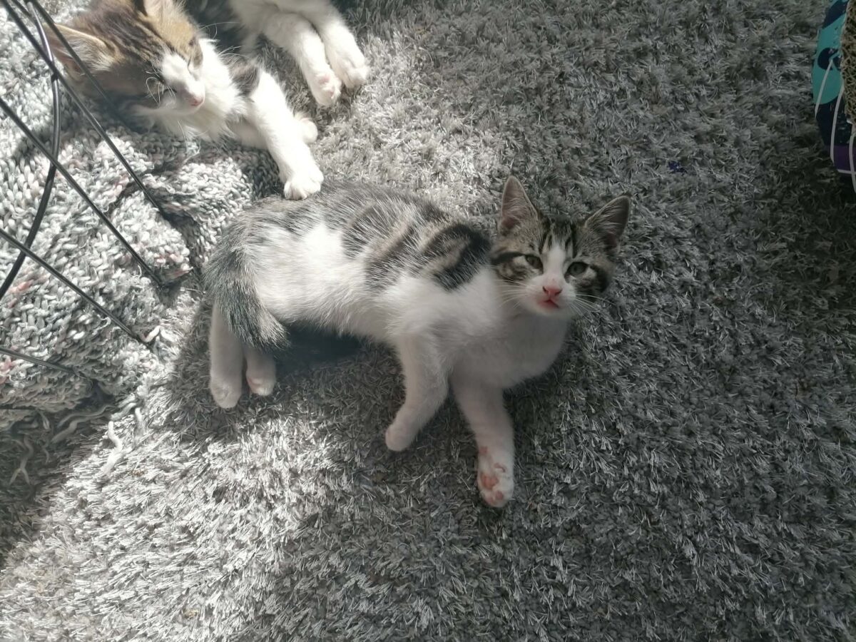 Picture of Marcel