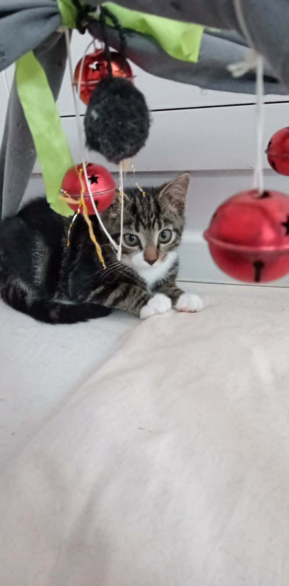 Picture of Filou
