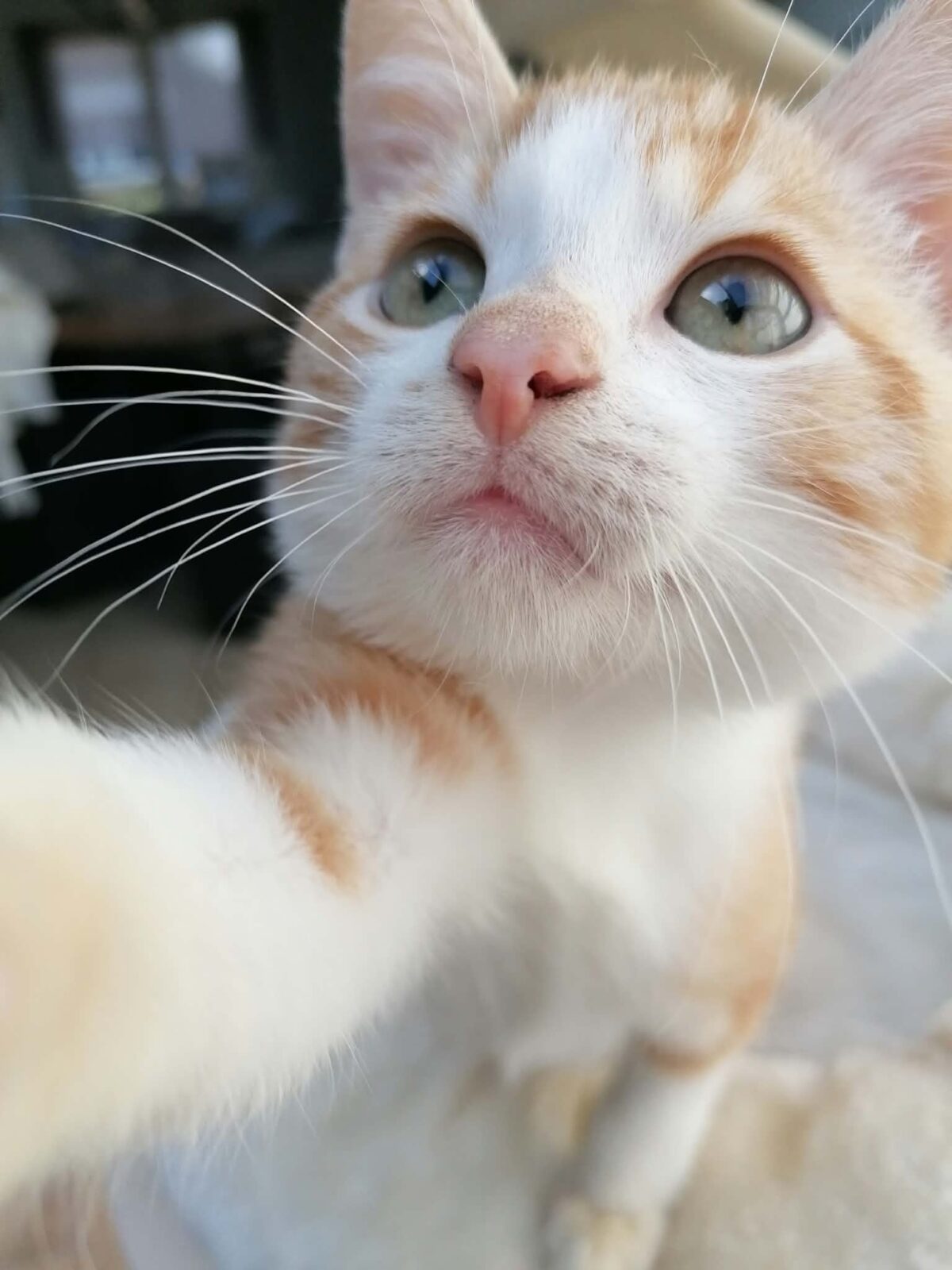Picture of Merlijn